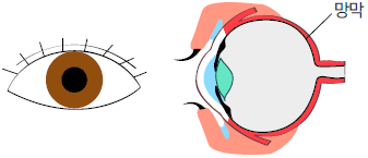눈과 망막